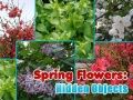 Spel Vårblommor: Dolda Föremål på nätet