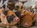 Spel Piglet Pussel på nätet
