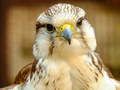Spel Gyrfalcon Pussel på nätet