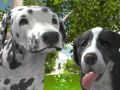 Spel Hund Simulator 3D på nätet