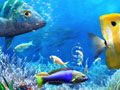 Spel LÄt oss Fiska pÄ nÀtet Spel LÄt oss Fiska pÄ nÀtet