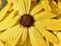 Spel Blomblad Regndrop Pussel på nätet