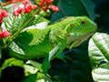 Spel Vild Iguana på nätet