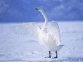 Spel Graceful Svans pÄ nÀtet Spel Graceful Svans pÄ nÀtet