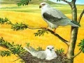Spel Fågel av Prey Pussel på nätet Spel Fågel av Prey Pussel på nätet