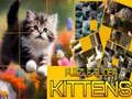 Spel Pussel Glidande Katter på nätet
