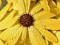 Spel Blomblad Regndrop Pussel på nätet