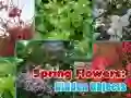 Spel Vårblommor: Dolda Föremål på nätet Spel Vårblommor: Dolda Föremål på nätet