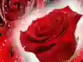 Spel Röda rosor på nätet Spel Röda rosor på nätet