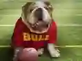 Spel Rolig Hund pÄ nÀtet Spel Rolig Hund pÄ nÀtet