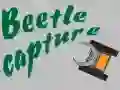 Spel Fångst av skalbagge på nätet Spel Fångst av skalbagge på nätet
