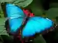 Spel Natur Pussel Fjäril på nätet Spel Natur Pussel Fjäril på nätet