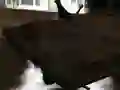 Spel Drift Z pÄ nÀtet Spel Drift Z pÄ nÀtet