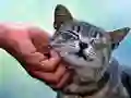 Spel Kittlande Katt pÄ nÀtet Spel Kittlande Katt pÄ nÀtet