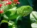 Spel Vild Iguana pÄ nÀtet Spel Vild Iguana pÄ nÀtet