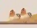 Spel Äggfångare på nätet Spel Äggfångare på nätet