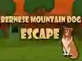 Spel Bernese Mountain Dog Rymning pÄ nÀtet Spel Bernese Mountain Dog Rymning pÄ nÀtet