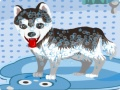 Spel Min söta hund badar på nätet