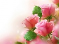 Spel Rosa Rosor på nätet