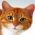 Hitta katten  online