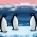 Pingviner  online
